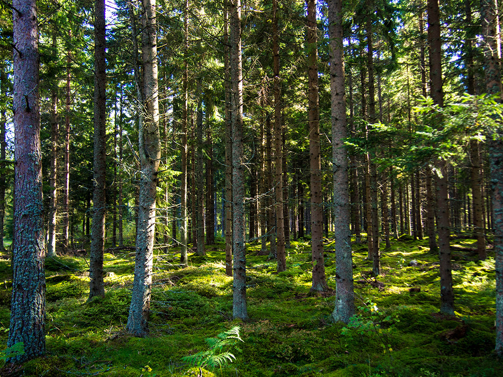 image: Öppet kretsmästerskap medeldistans